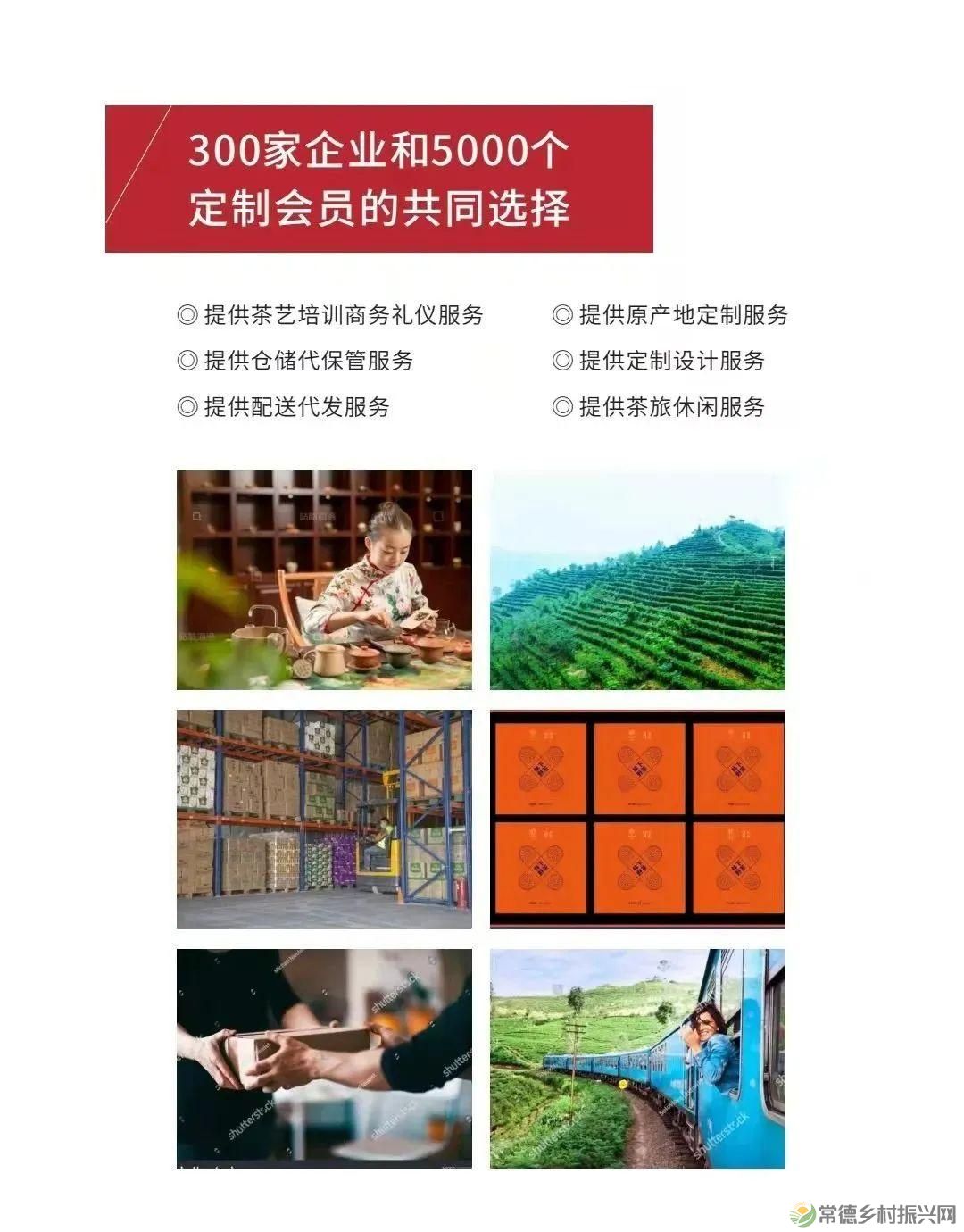 【寻美常德 · 茶】浮山野茗·一盏暖茶待君饮(图36)