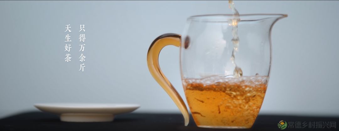 【寻美常德 · 茶】浮山野茗·一盏暖茶待君饮(图40)