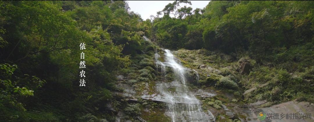 【寻美常德 · 茶】浮山野茗·一盏暖茶待君饮(图39)