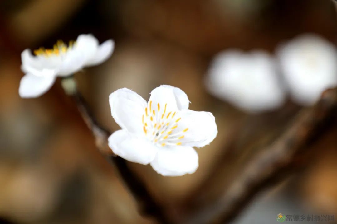【寻美常德 · 民宿】柳叶湖畔这家民宿小院再现了许多儿时乡村记忆(图3) 【寻美常德 · 民宿】柳叶湖畔这家民宿小院再现了许多儿时乡村记忆(图3)