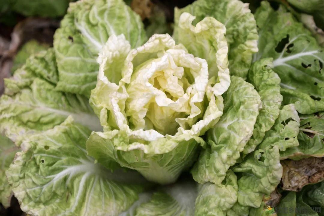 【寻美常德 · 民宿】柳叶湖畔这家民宿小院再现了许多儿时乡村记忆(图2) 【寻美常德 · 民宿】柳叶湖畔这家民宿小院再现了许多儿时乡村记忆(图2)