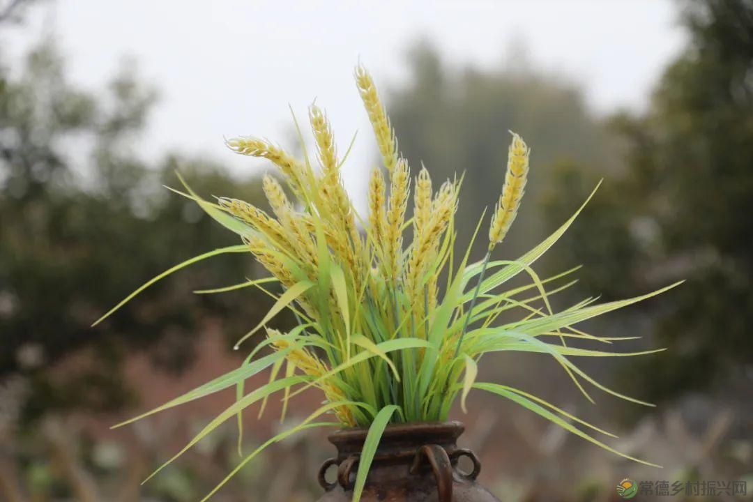 【寻美常德 · 民宿】柳叶湖畔这家民宿小院再现了许多儿时乡村记忆