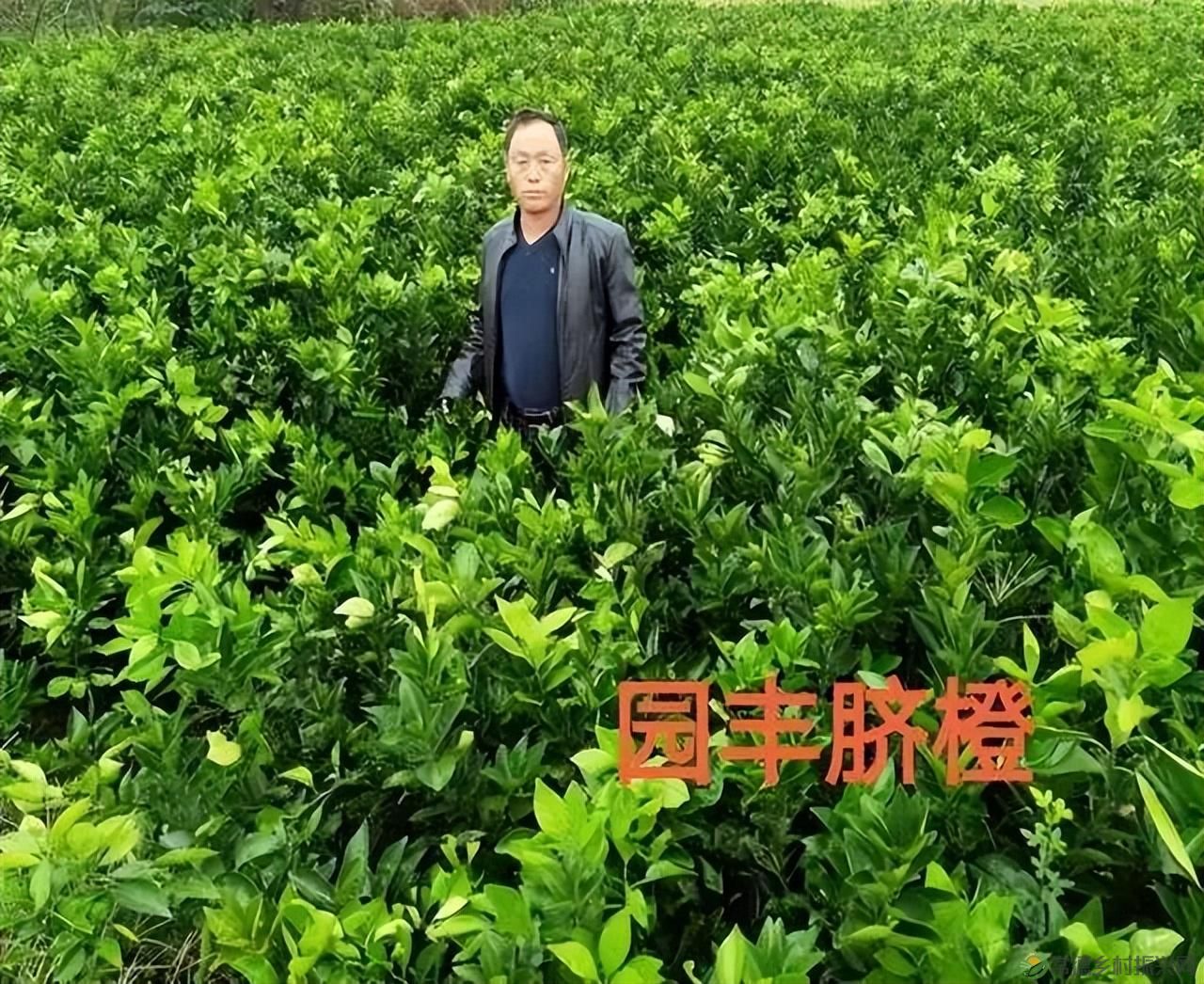 【沅澧新农人】雷松元:“小种苗”育出多彩“幸福果”(图2) 【沅澧新农人】雷松元:“小种苗”育出多彩“幸福果”(图2)