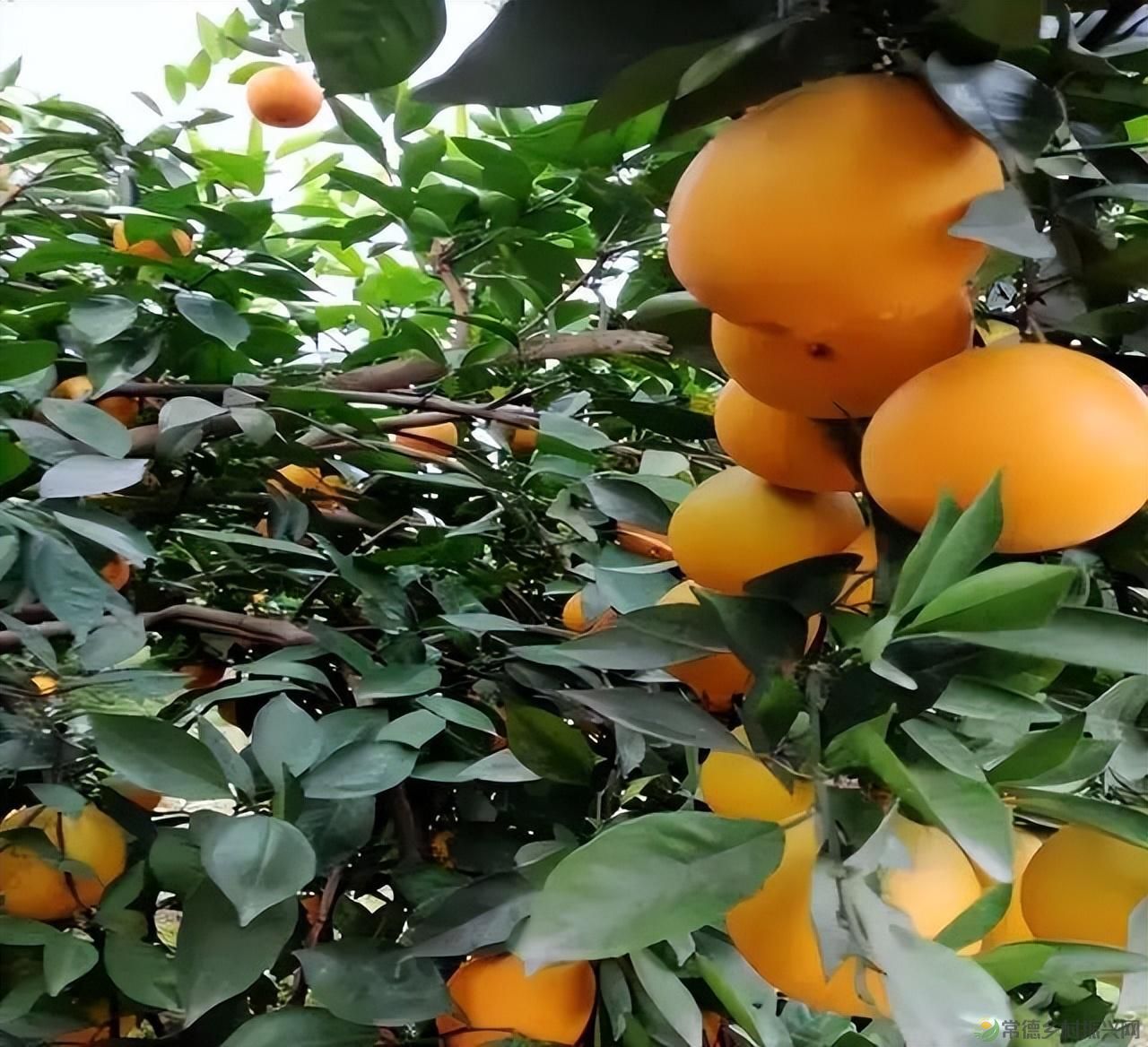 【沅澧新农人】雷松元:“小种苗”育出多彩“幸福果”(图3) 【沅澧新农人】雷松元:“小种苗”育出多彩“幸福果”(图3)