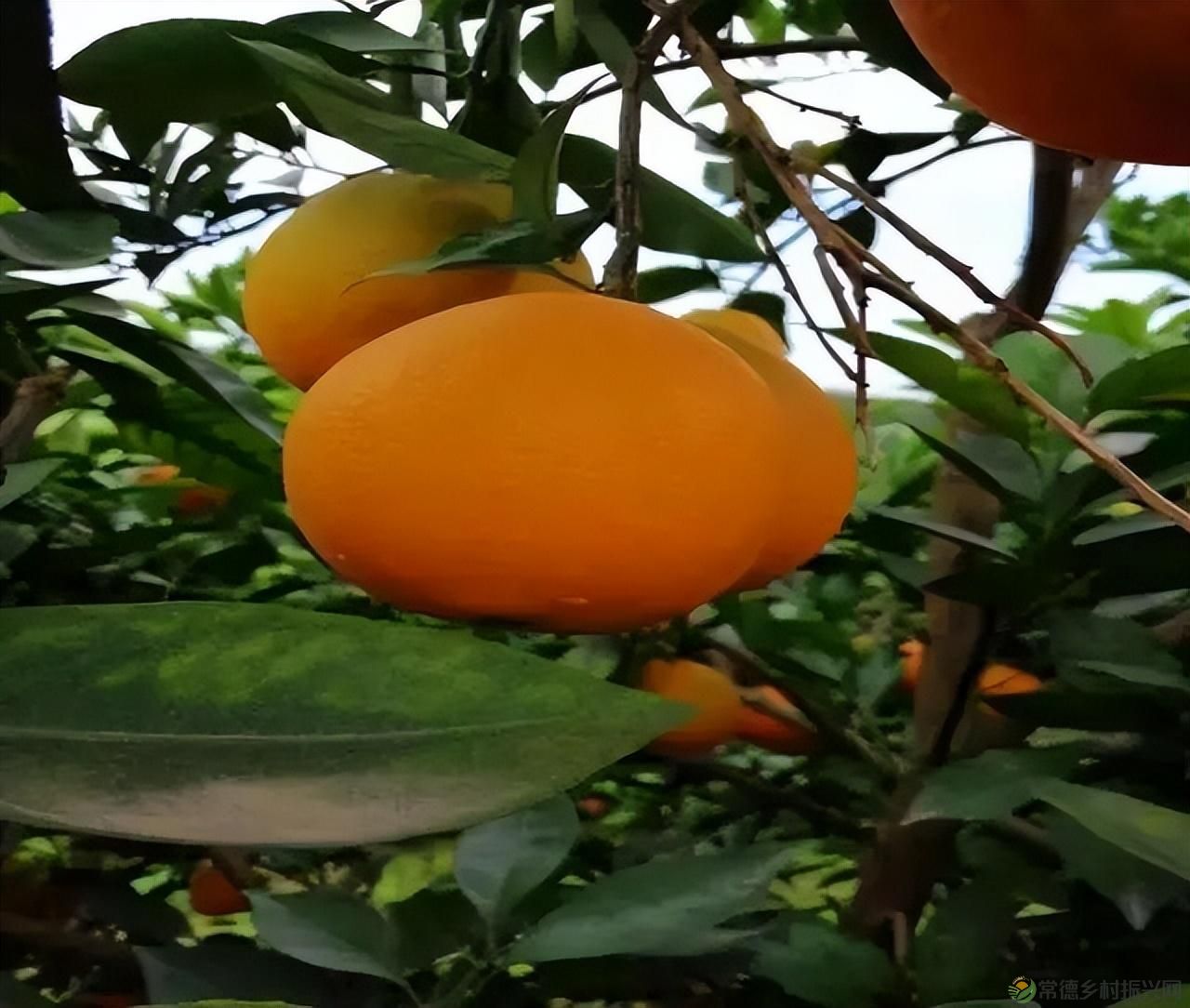 【沅澧新农人】雷松元:“小种苗”育出多彩“幸福果”(图4) 【沅澧新农人】雷松元:“小种苗”育出多彩“幸福果”(图4)