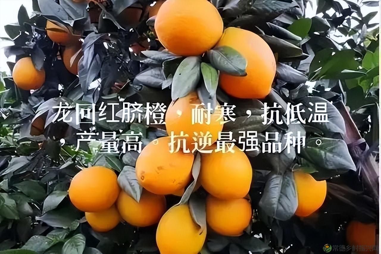 【沅澧新农人】雷松元:“小种苗”育出多彩“幸福果”(图6) 【沅澧新农人】雷松元:“小种苗”育出多彩“幸福果”(图6)