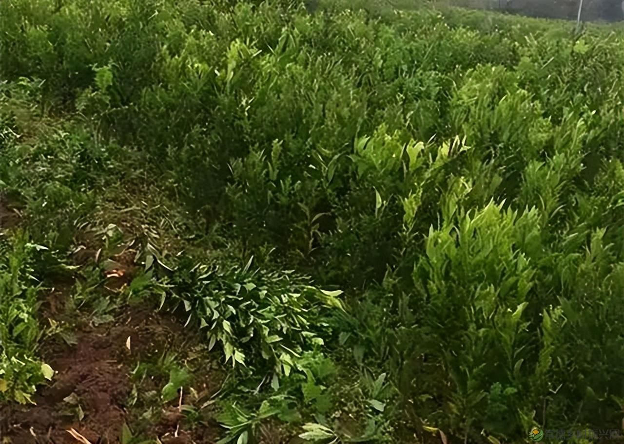 【沅澧新农人】雷松元:“小种苗”育出多彩“幸福果”(图7) 【沅澧新农人】雷松元:“小种苗”育出多彩“幸福果”(图7)