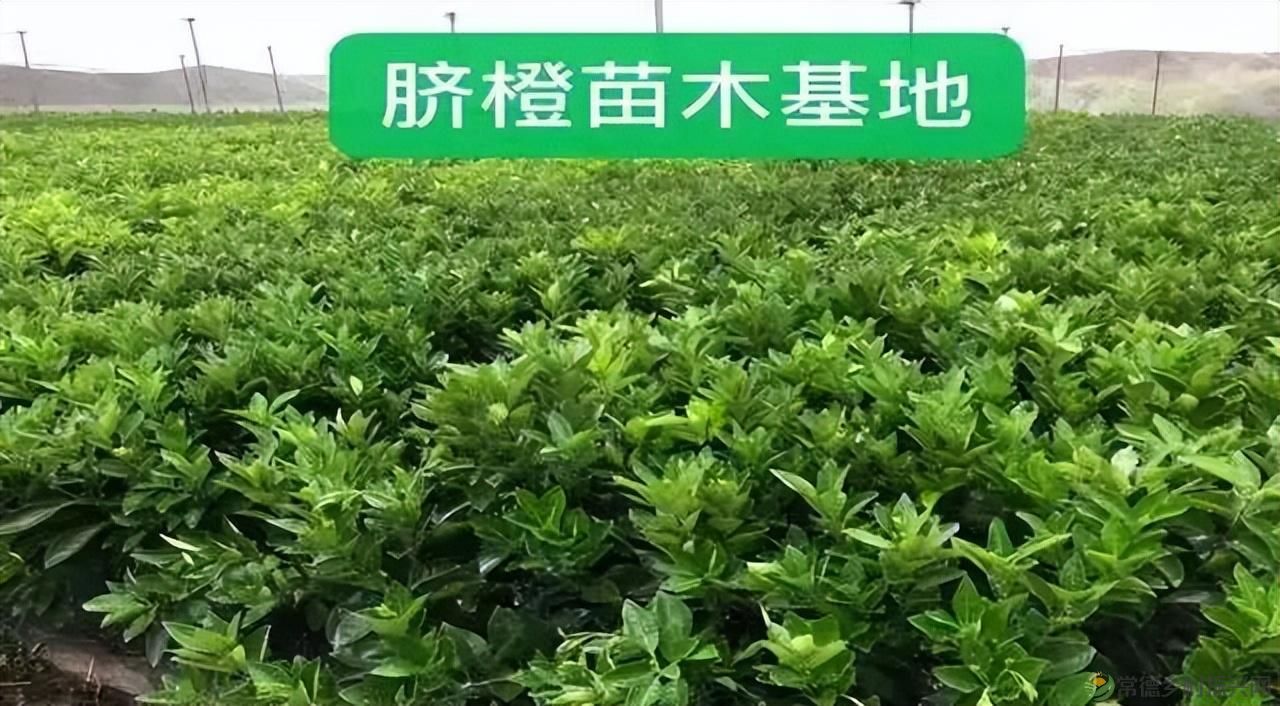 【沅澧新农人】雷松元:“小种苗”育出多彩“幸福果”(图5) 【沅澧新农人】雷松元:“小种苗”育出多彩“幸福果”(图5)