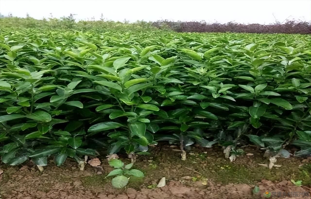 【沅澧新农人】雷松元:“小种苗”育出多彩“幸福果”(图9) 【沅澧新农人】雷松元:“小种苗”育出多彩“幸福果”(图9)