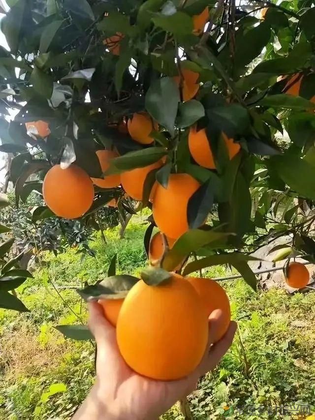 【沅澧新农人】雷松元:“小种苗”育出多彩“幸福果”(图8) 【沅澧新农人】雷松元:“小种苗”育出多彩“幸福果”(图8)