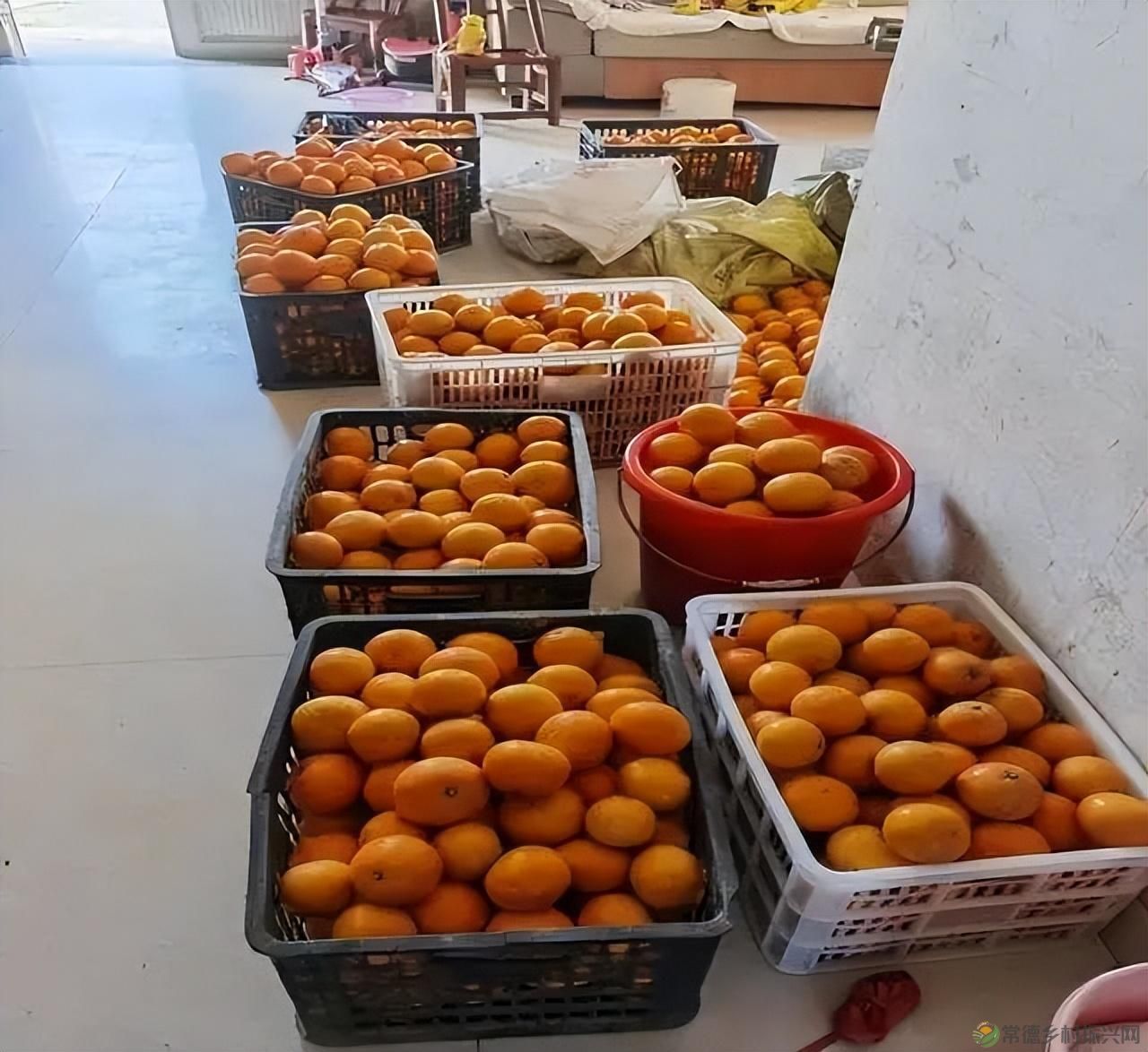 【沅澧新农人】雷松元:“小种苗”育出多彩“幸福果”(图10) 【沅澧新农人】雷松元:“小种苗”育出多彩“幸福果”(图10)