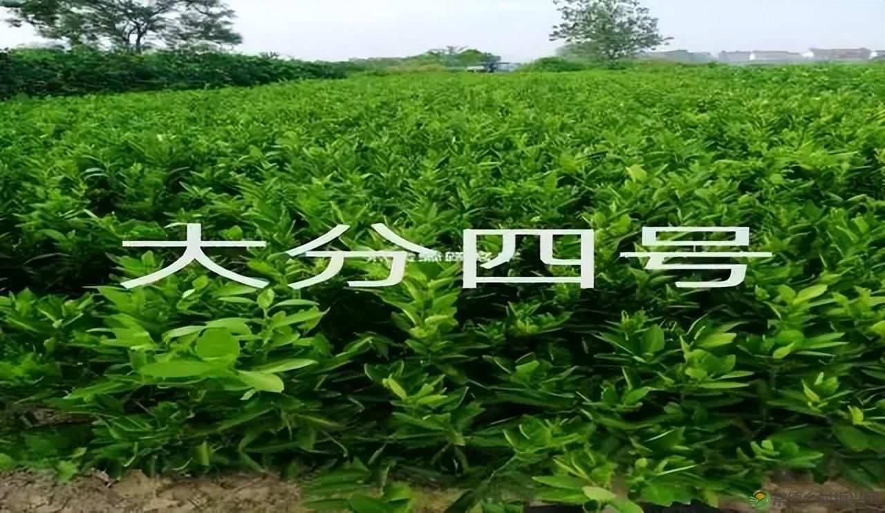 【沅澧新农人】雷松元:“小种苗”育出多彩“幸福果”(图11) 【沅澧新农人】雷松元:“小种苗”育出多彩“幸福果”(图11)