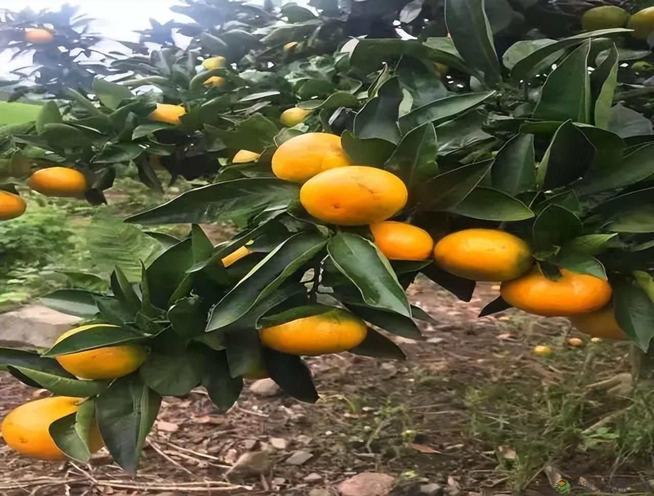 【沅澧新农人】雷松元:“小种苗”育出多彩“幸福果”(图14) 【沅澧新农人】雷松元:“小种苗”育出多彩“幸福果”(图14)