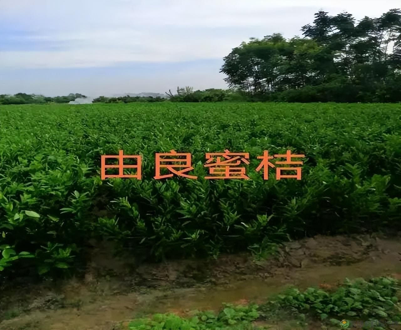 【沅澧新农人】雷松元:“小种苗”育出多彩“幸福果”(图13) 【沅澧新农人】雷松元:“小种苗”育出多彩“幸福果”(图13)