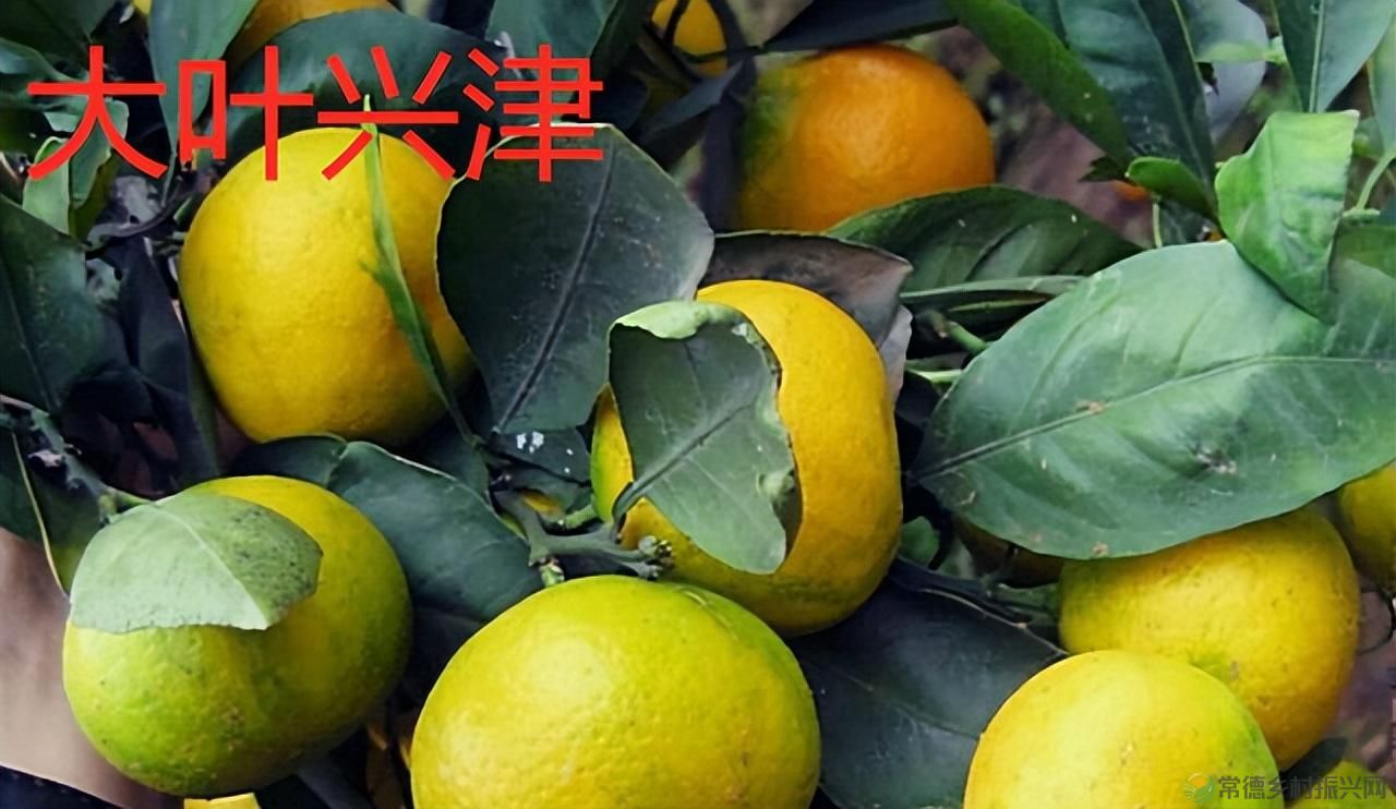 【沅澧新农人】雷松元:“小种苗”育出多彩“幸福果”(图16) 【沅澧新农人】雷松元:“小种苗”育出多彩“幸福果”(图16)