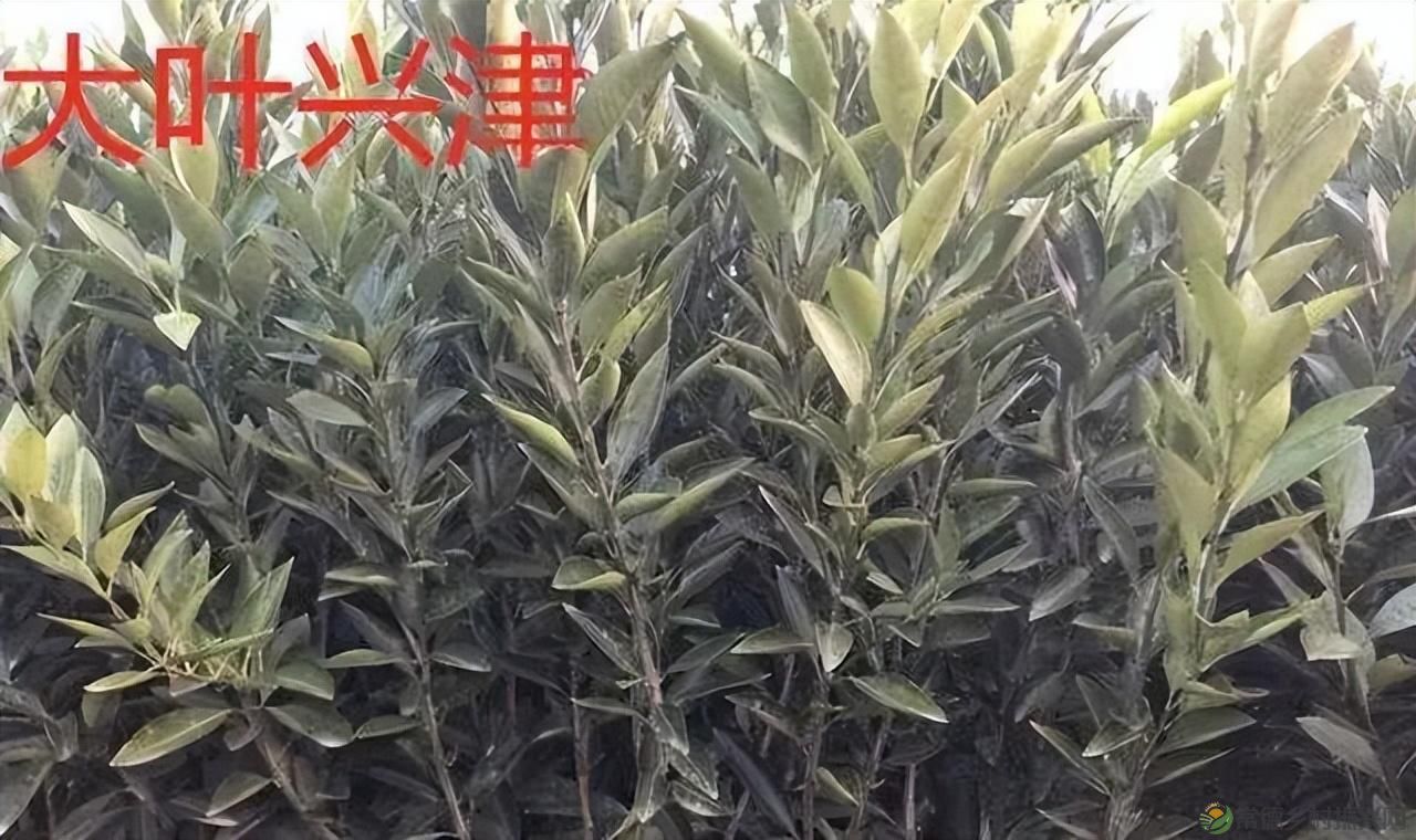 【沅澧新农人】雷松元:“小种苗”育出多彩“幸福果”(图15) 【沅澧新农人】雷松元:“小种苗”育出多彩“幸福果”(图15)