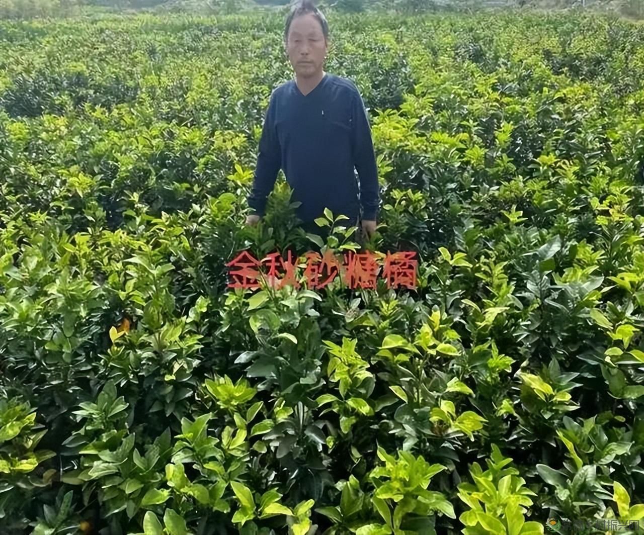 【沅澧新农人】雷松元:“小种苗”育出多彩“幸福果”(图17) 【沅澧新农人】雷松元:“小种苗”育出多彩“幸福果”(图17)