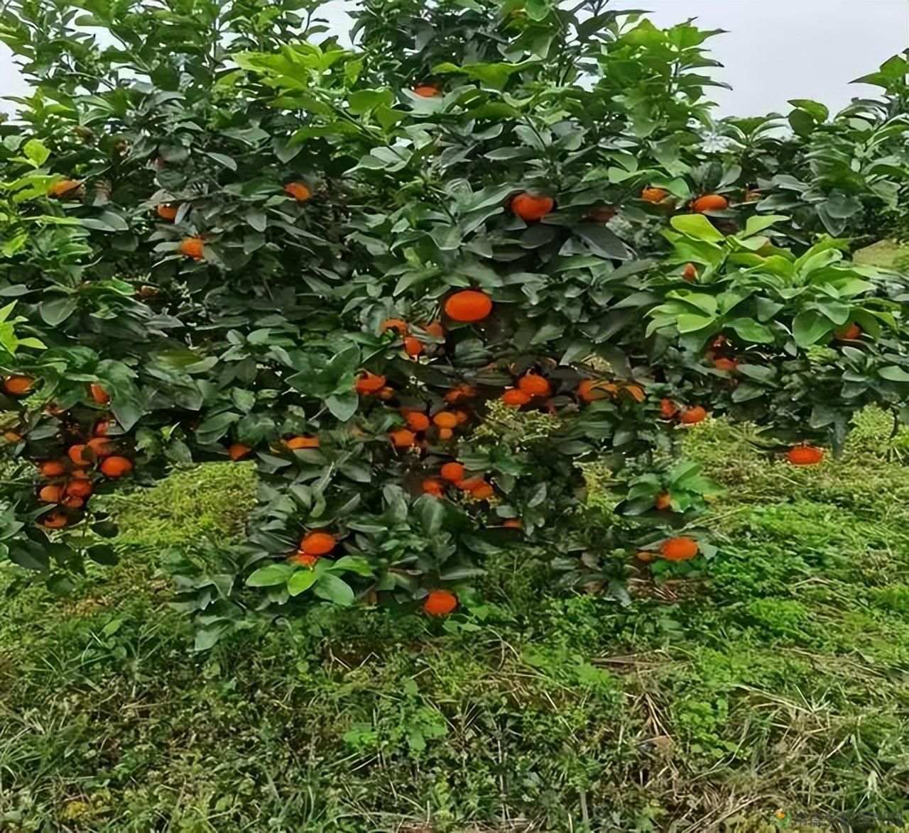 【沅澧新农人】雷松元:“小种苗”育出多彩“幸福果”(图18) 【沅澧新农人】雷松元:“小种苗”育出多彩“幸福果”(图18)