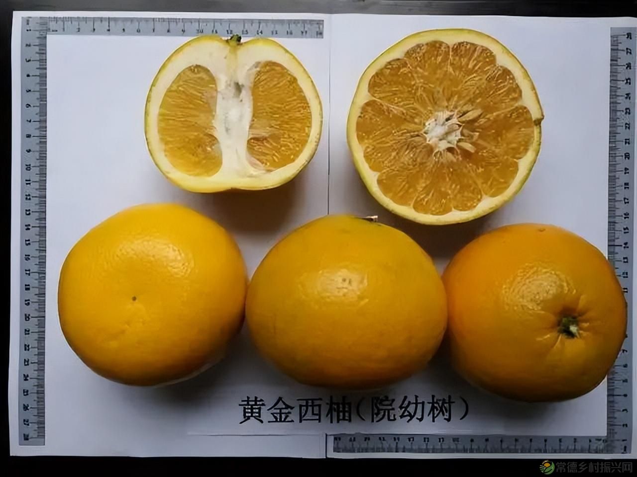 【沅澧新农人】雷松元:“小种苗”育出多彩“幸福果”(图21) 【沅澧新农人】雷松元:“小种苗”育出多彩“幸福果”(图21)