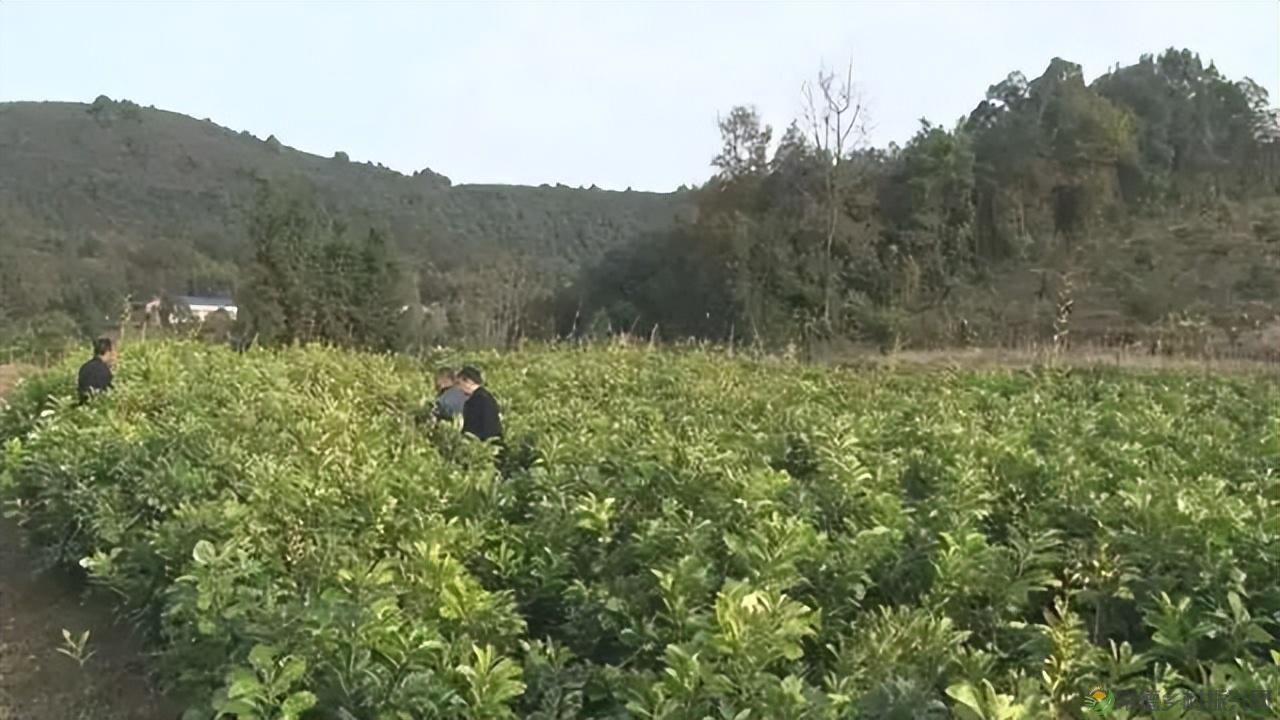 【沅澧新农人】雷松元:“小种苗”育出多彩“幸福果”(图27) 【沅澧新农人】雷松元:“小种苗”育出多彩“幸福果”(图27)