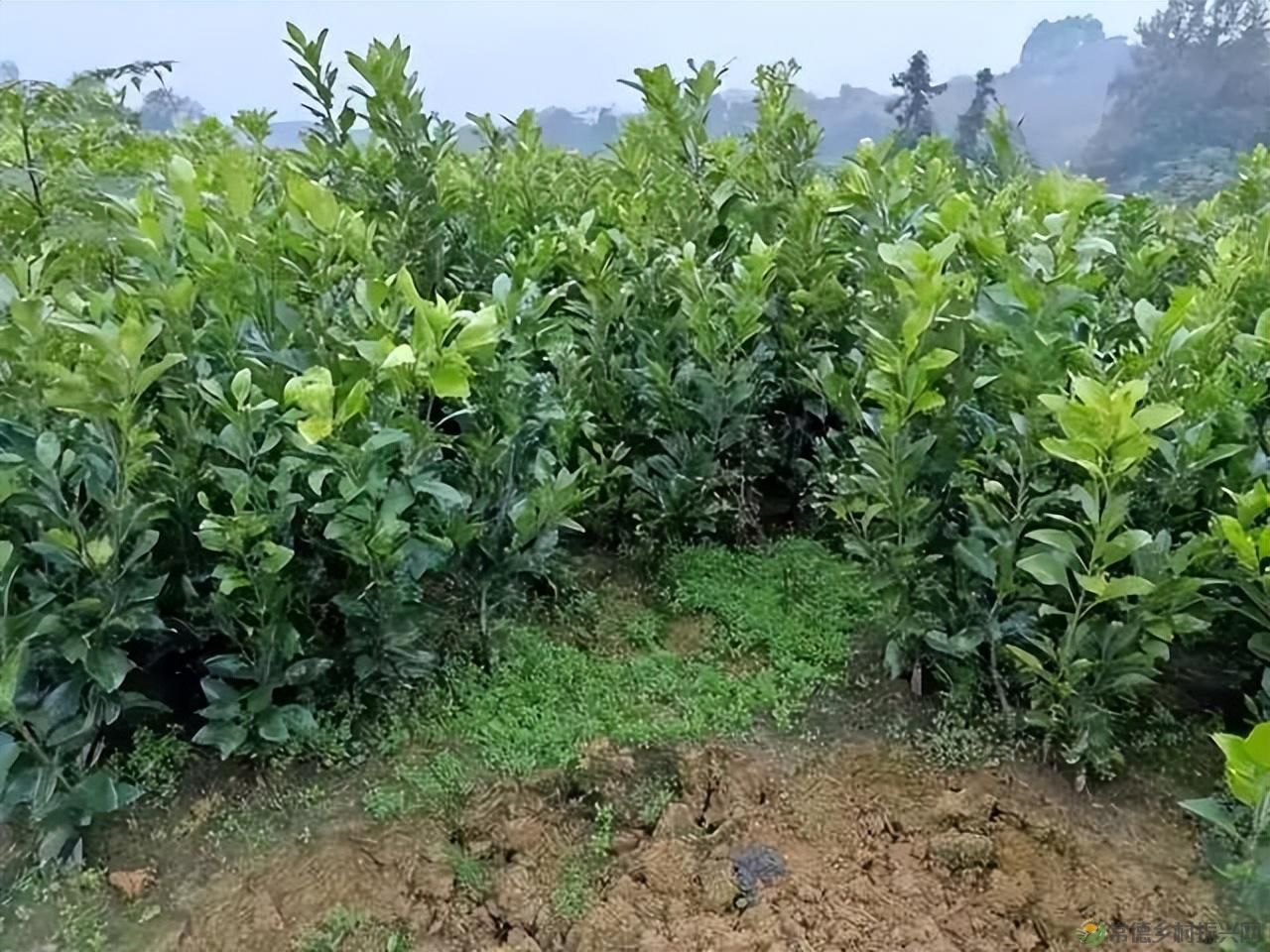 【沅澧新农人】雷松元:“小种苗”育出多彩“幸福果”(图23) 【沅澧新农人】雷松元:“小种苗”育出多彩“幸福果”(图23)