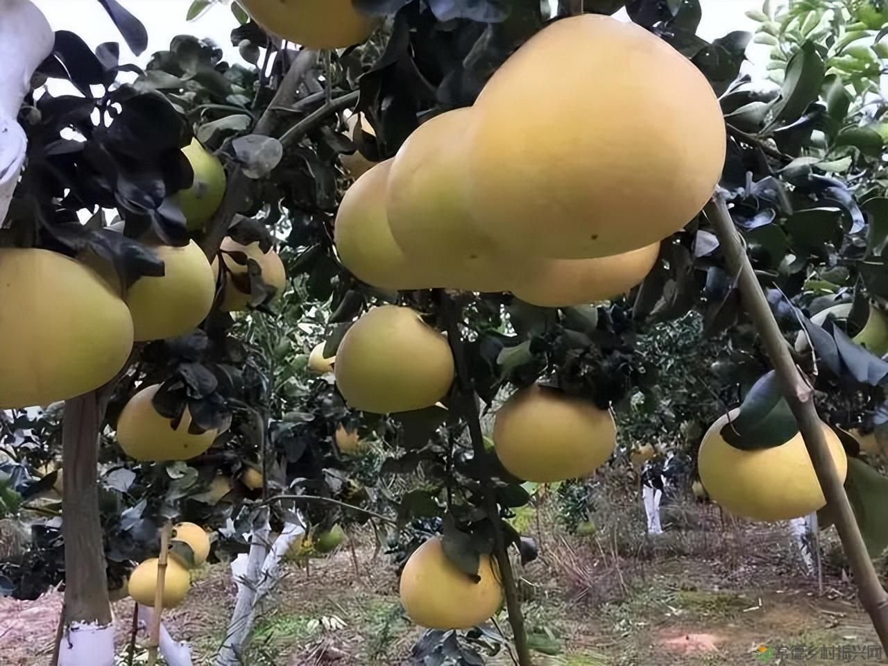 【沅澧新农人】雷松元:“小种苗”育出多彩“幸福果”(图24) 【沅澧新农人】雷松元:“小种苗”育出多彩“幸福果”(图24)