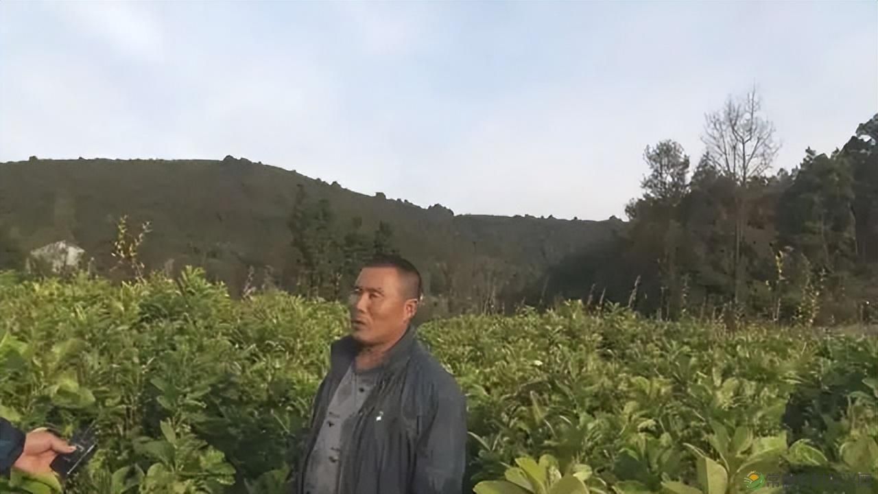 【沅澧新农人】雷松元:“小种苗”育出多彩“幸福果”(图26) 【沅澧新农人】雷松元:“小种苗”育出多彩“幸福果”(图26)