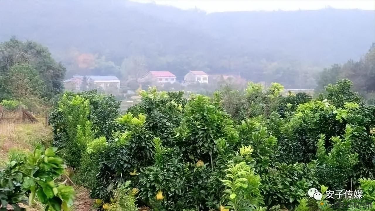 【沅澧新农人】雷松元:“小种苗”育出多彩“幸福果”(图30) 【沅澧新农人】雷松元:“小种苗”育出多彩“幸福果”(图30)