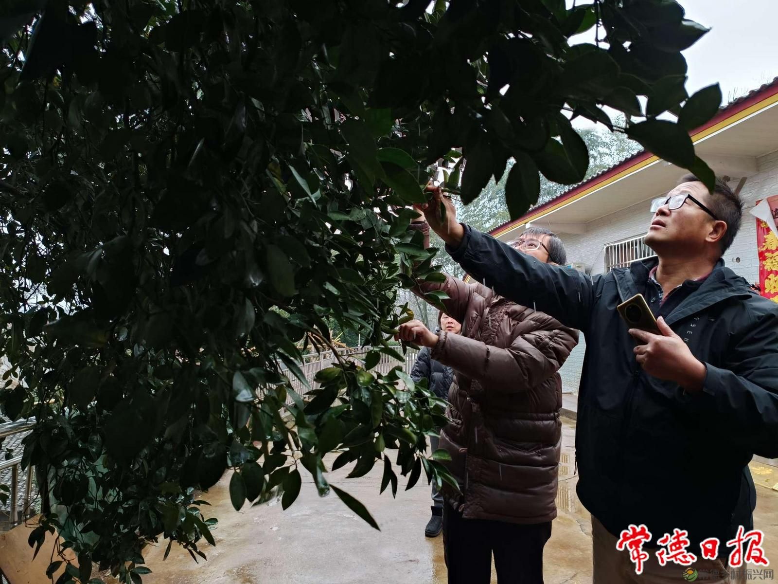 市农科院柚类种质资源增加新成员