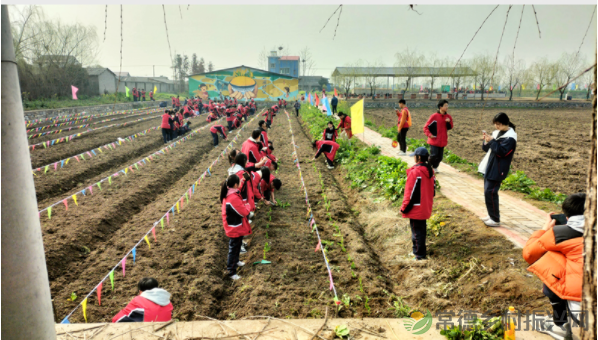 接地气!扎稻草人、捕鱼、种菜、犁地……常德这所学校学生变身“小农夫”(图27) image.png