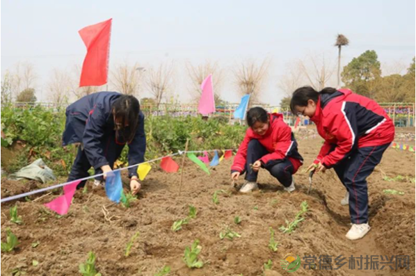 接地气!扎稻草人、捕鱼、种菜、犁地……常德这所学校学生变身“小农夫”(图30) image.png
