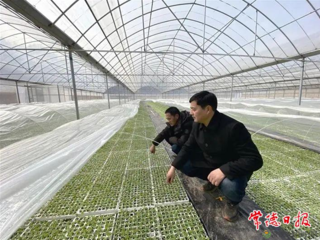 今年常德市粮食生产目标任务882.4万亩