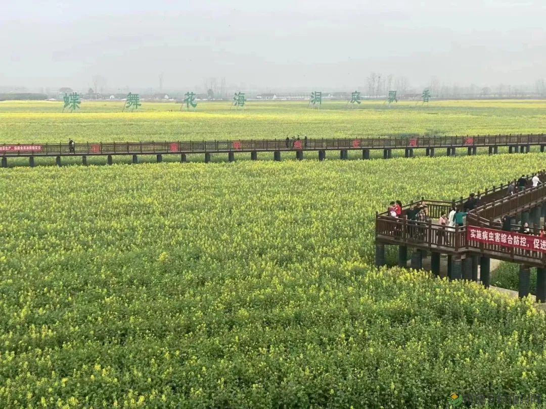 2023鼎城·十美堂油菜花节开幕(图2) 微信图片_20230316231057.jpg