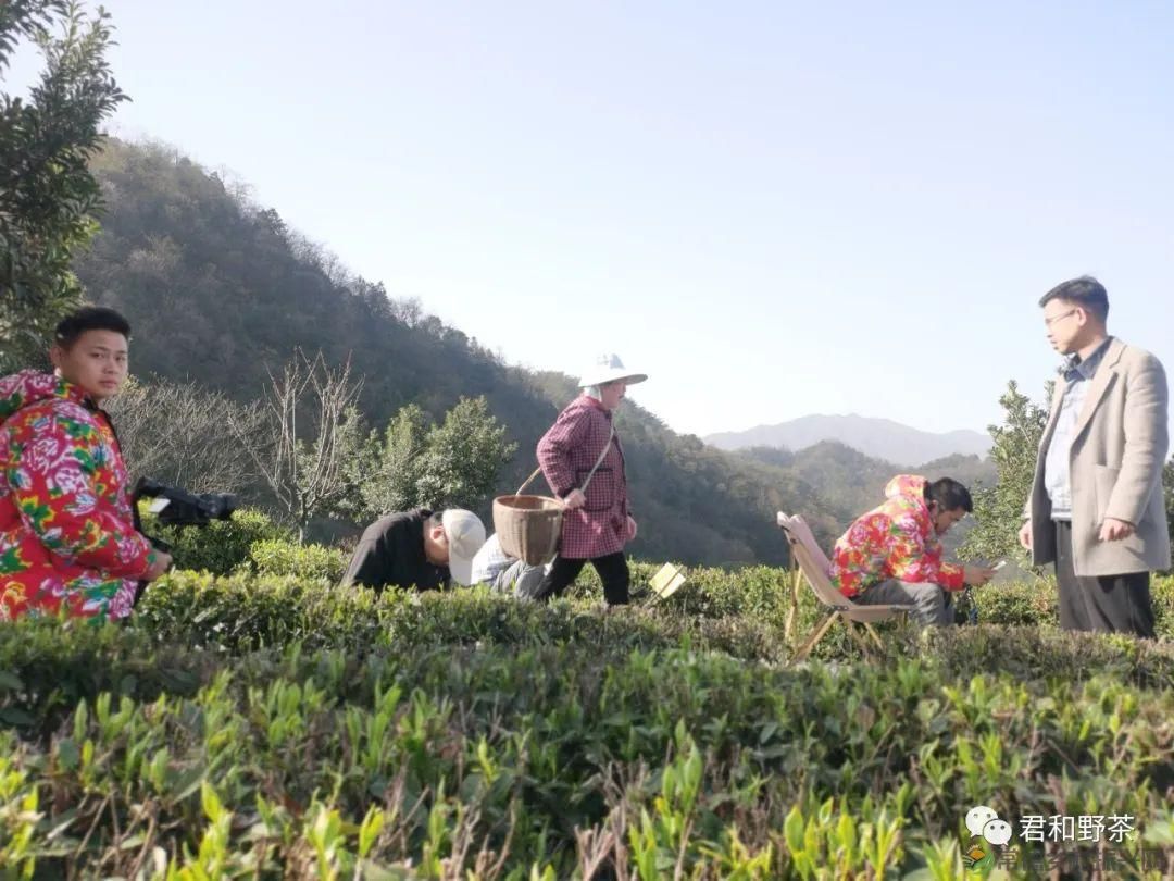 桃源山水一壶茶,里宝山上约起来(图12) 桃源山水一壶茶,里宝山上约起来(图12)