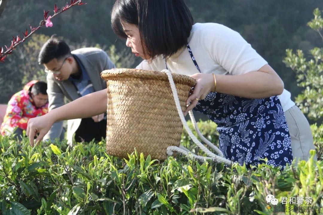 桃源山水一壶茶,里宝山上约起来(图13) 桃源山水一壶茶,里宝山上约起来(图13)