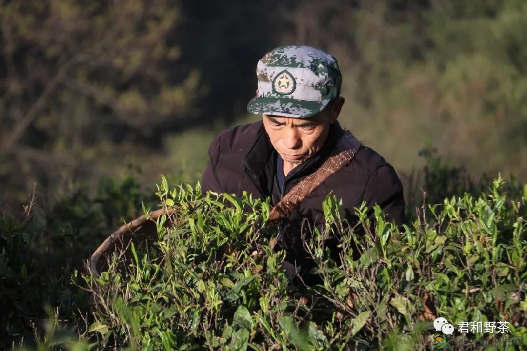 桃源山水一壶茶,里宝山上约起来(图15) 桃源山水一壶茶,里宝山上约起来(图15)