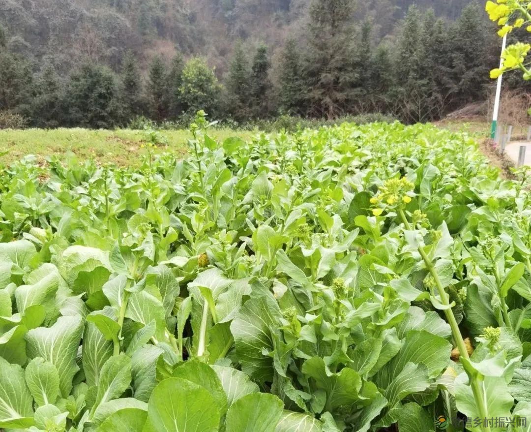 桃源山水一壶茶,里宝山上约起来(图23) 桃源山水一壶茶,里宝山上约起来(图23)