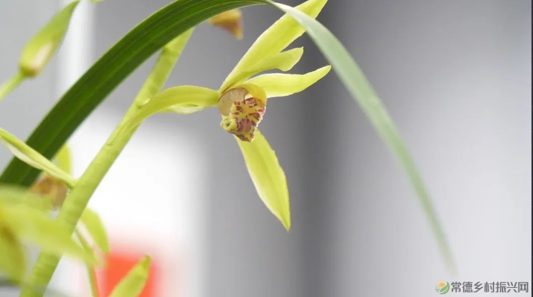 石门茶文化书法作品展暨第九届“石兰赋”奇石兰花精品展开展(图5) 石门茶文化书法作品展暨第九届“石兰赋”奇石兰花精品展开展(图5)