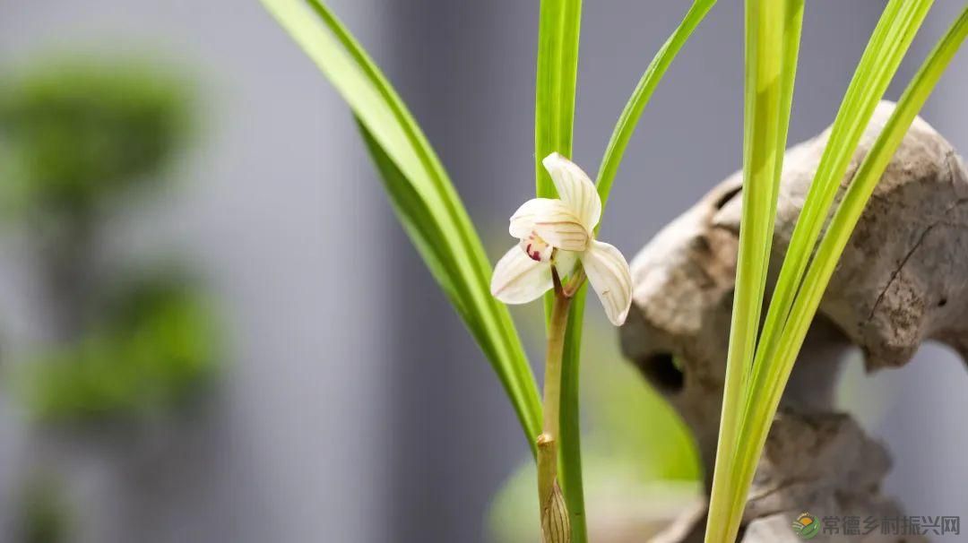 石门茶文化书法作品展暨第九届“石兰赋”奇石兰花精品展开展(图7) 石门茶文化书法作品展暨第九届“石兰赋”奇石兰花精品展开展(图7)