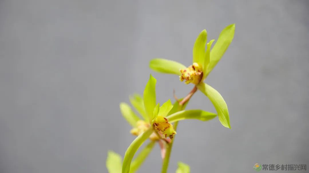 石门茶文化书法作品展暨第九届“石兰赋”奇石兰花精品展开展(图11) 石门茶文化书法作品展暨第九届“石兰赋”奇石兰花精品展开展(图11)