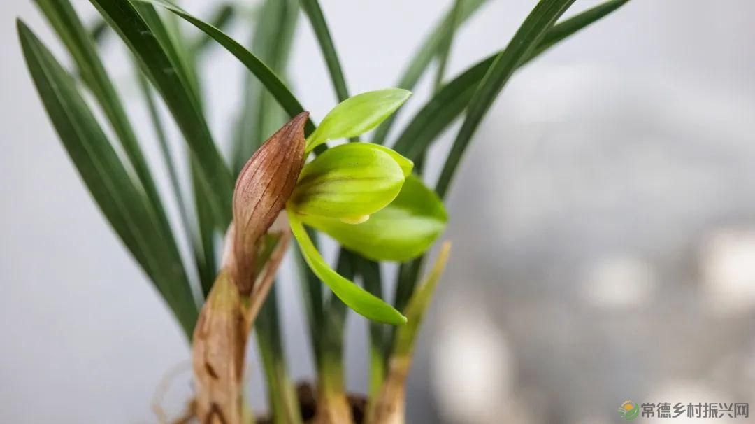 石门茶文化书法作品展暨第九届“石兰赋”奇石兰花精品展开展(图13) 石门茶文化书法作品展暨第九届“石兰赋”奇石兰花精品展开展(图13)