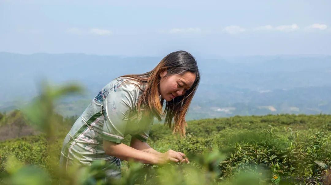 茶山行 | 常德市茶文化促进会牵手天下康茶业开展交流活动(图32) 茶山行 | 常德市茶文化促进会牵手天下康茶业开展交流活动(图32)