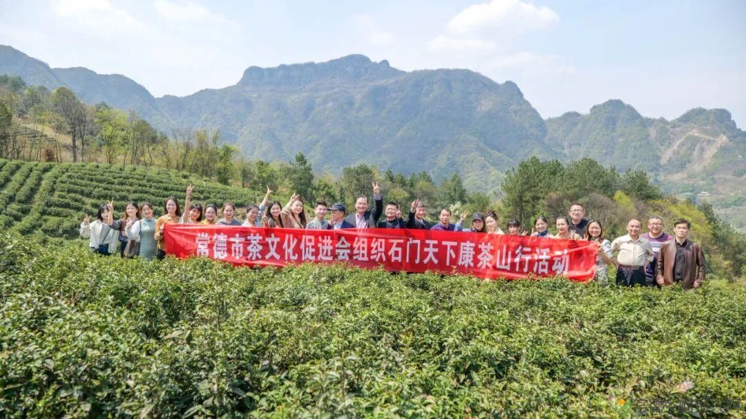茶山行 | 常德市茶文化促进会牵手天下康茶业开展交流活动(图39) 茶山行 | 常德市茶文化促进会牵手天下康茶业开展交流活动(图39)