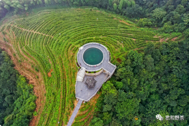 以君和茶的名义,让湖南人爱上“桃源造”(图5) image.png
