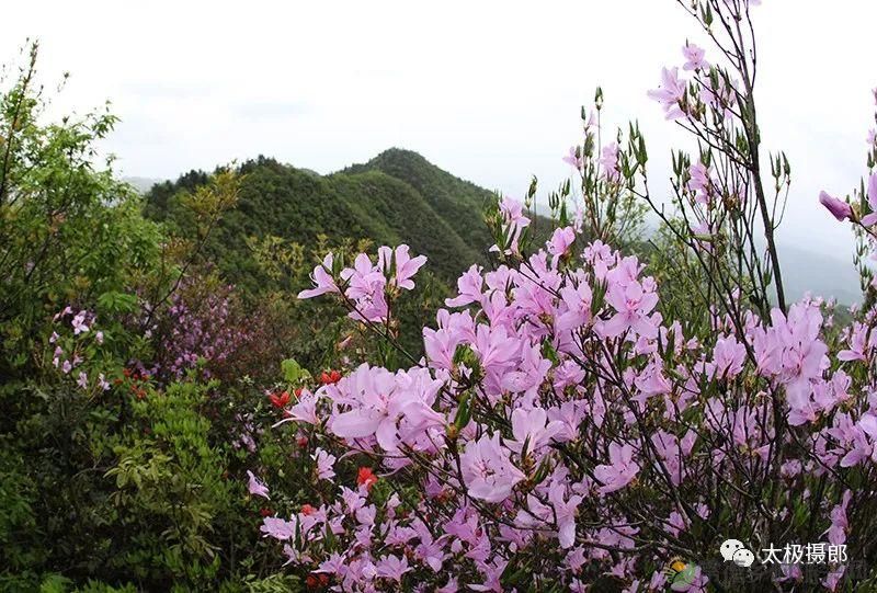 诗意行走万阳山，茶香溢满一峰尖(图1)