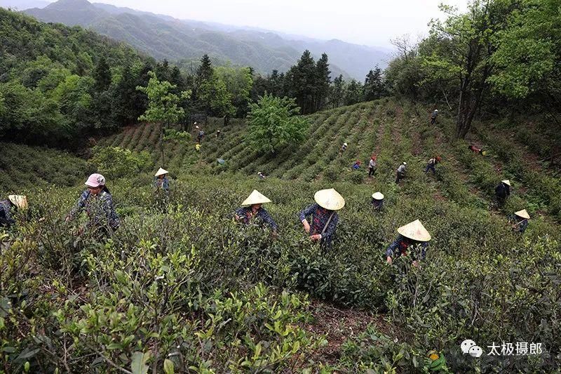 诗意行走万阳山，茶香溢满一峰尖(图5)
