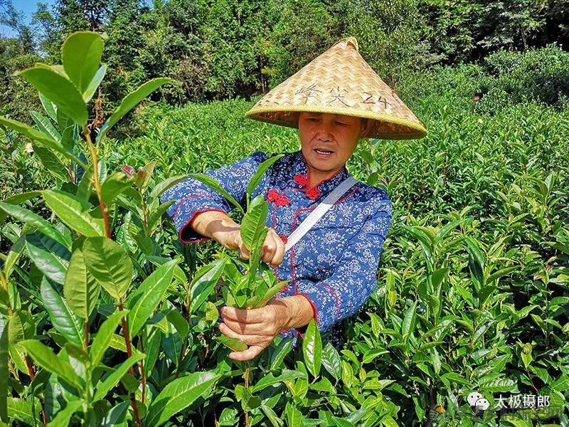 诗意行走万阳山，茶香溢满一峰尖(图10)