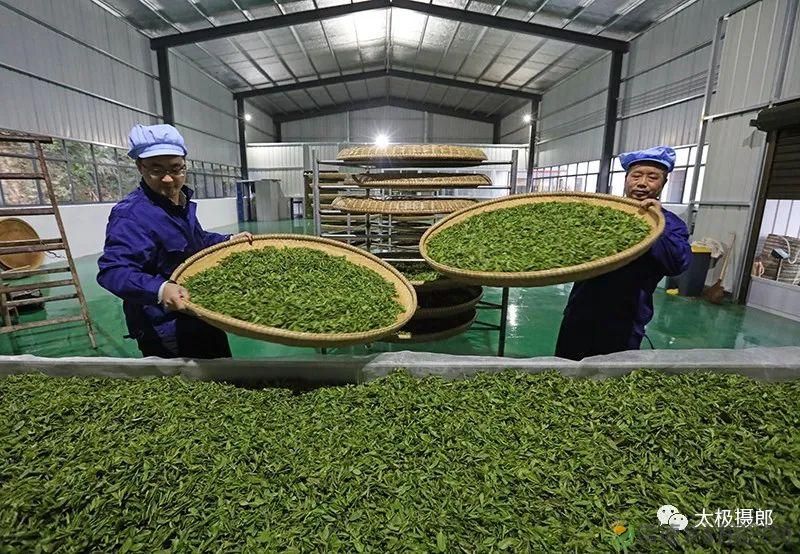 诗意行走万阳山，茶香溢满一峰尖(图11)