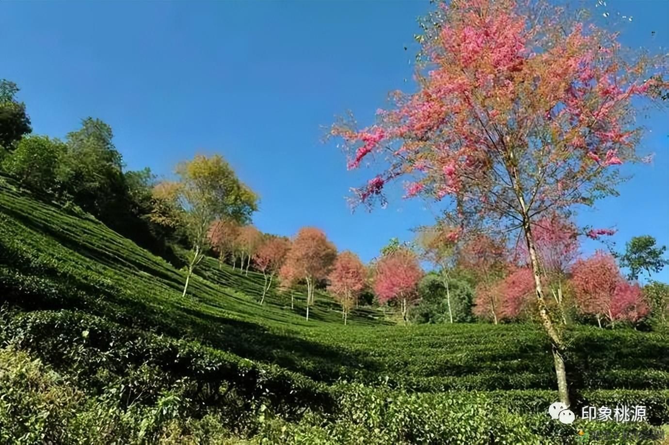 诗意行走万阳山，茶香溢满一峰尖(图15)