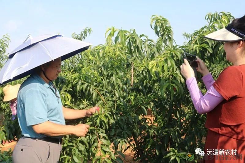 【走进临澧】解锁太浮山夏日甜蜜,一起来摘个“夏天” 露个野营吧(图6) 【走进临澧】解锁太浮山夏日甜蜜,一起来摘个“夏天” 露个野营吧(图6)